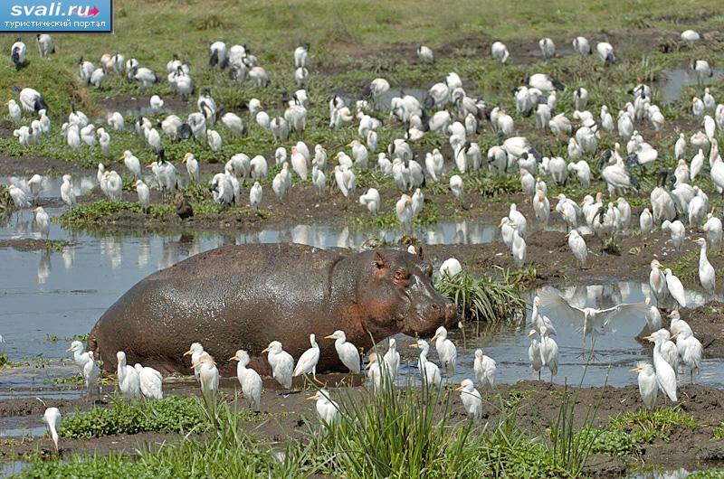 ���������� ���������� (Ngorongoro), ��������.