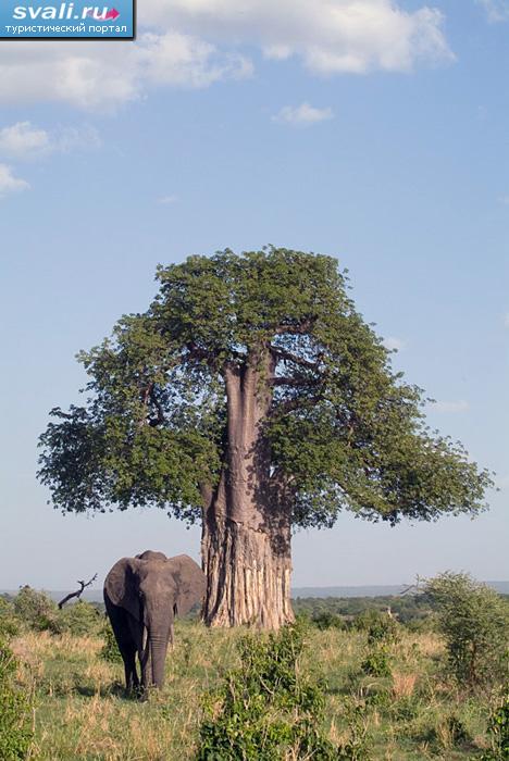 Национальный парк Тарангире (Tarangire), Танзания.