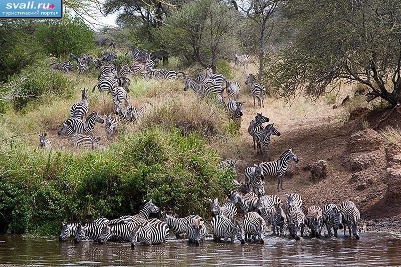    (Serengeti), .