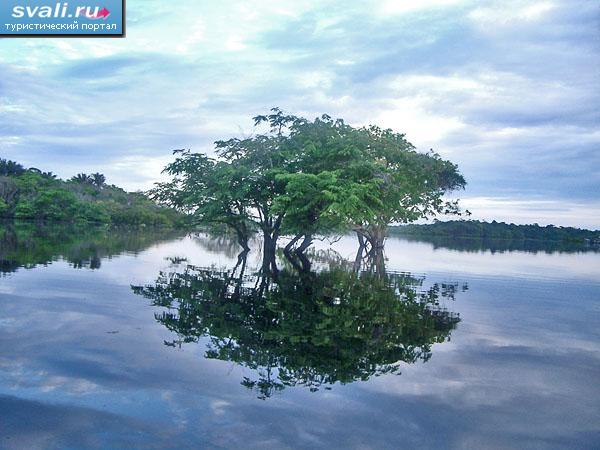 Амазония, Бразилия. | Бразилия | фотографии | Туристический портал Svali.RU