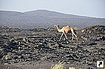     ,   (Danakil Depression), , .