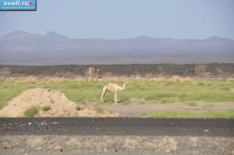 ������� �������� (Danakil Depression), �������.