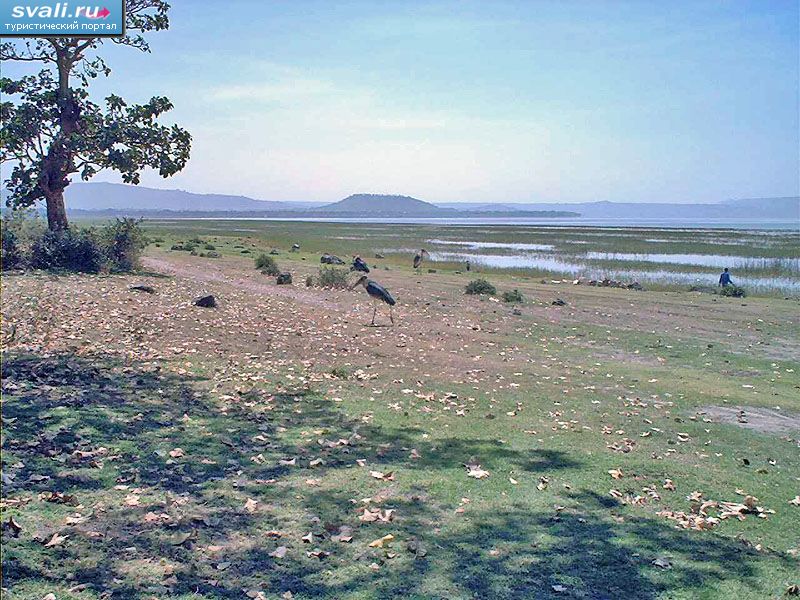 Озеро Ауаса, Эфиопия.