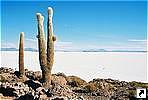 -- (Isla de los Pescadores),  -- (Salar de Uyuni), .