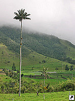 Восковая пальма, долина Кокора, Армения, Колумбия.