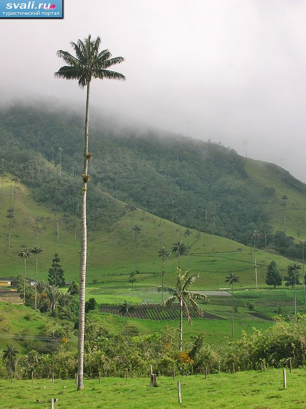 Восковая пальма, долина Кокора, Армения, Колумбия.