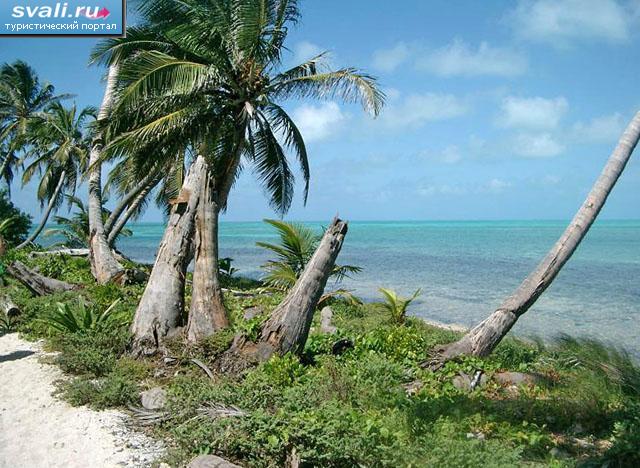    (Half Moon Caye),  , .