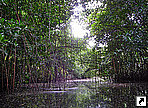 Мангровые заросли на острове Косрае, Федеративные Штаты Микронезии.
