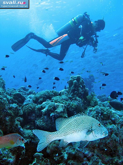 �������, ������������ ����� ����������.