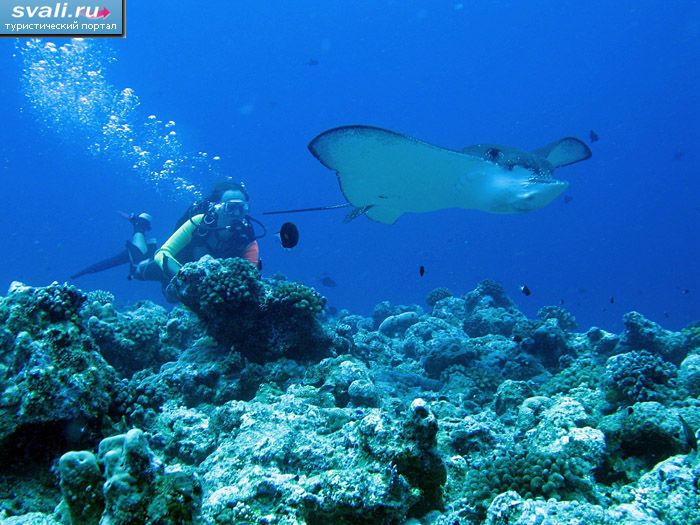 ������� �� ������� ������, ������������ ����� ����������.