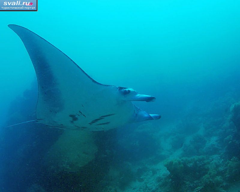 ������ ����, ���� ����, ������������ ����� ����������.