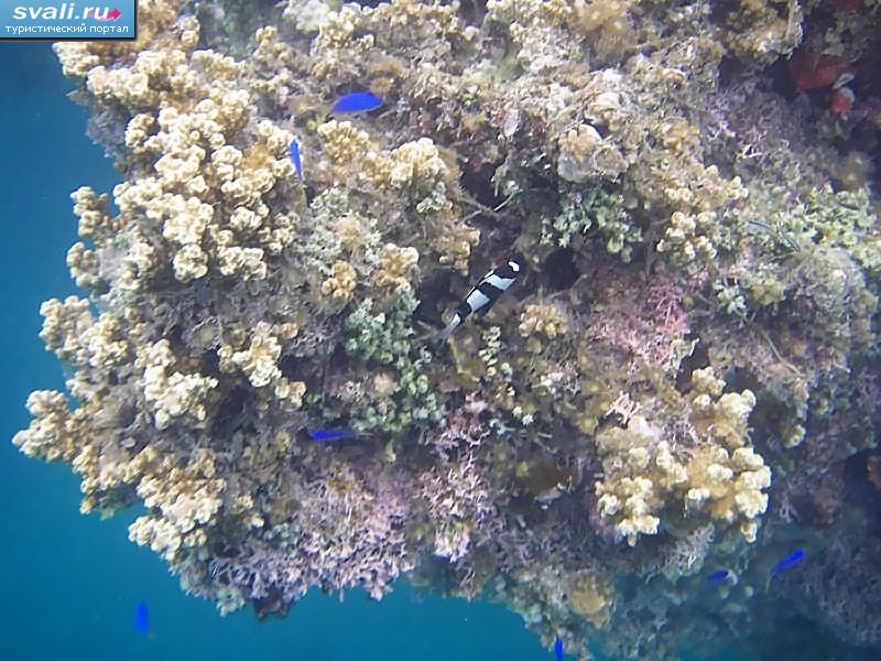 ������� �������, ������ ������, ������������ ����� ����������.