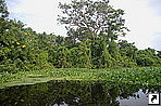 Река Конча (Rio Concha), озеро Маракайбо (Maracaibo lake), Венесуэла.