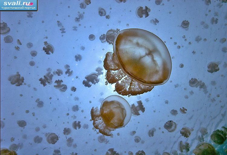 ����� ����� (Jellyfish Lake), ������ �������� (Mecherchar), ������� ��� (Rock Islands), �����.