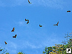 Летучие лисы на острове Киту, Тонга.
