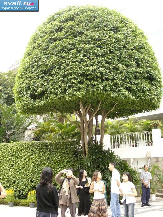 Дерево-гриб, Макао, Китай.