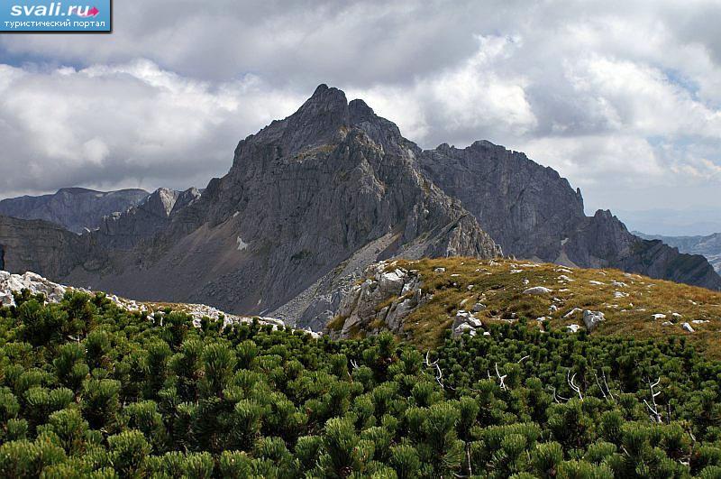 ������� ���, ��������, ����������.