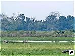    (Kaziranga),   (Asom,   - , Assam), .