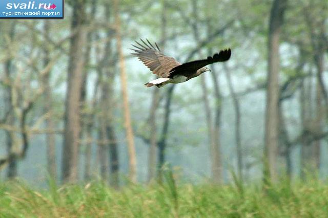������������ ���� ��������� (Kaziranga), ���� ���� (Asom, ������ �������� - �����, Assam), �����.