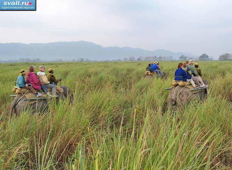    (Kaziranga),   (Asom,   - , Assam), .