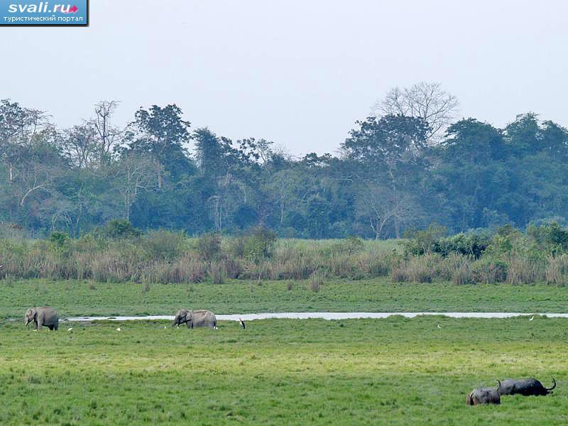    (Kaziranga),   (Asom,   - , Assam), .