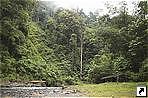 Национальный парк Лёсер (Leuser National Park), Букитлаван (Bukitlawang), Медан (Medan), остров Суматра (Sumatra), Индонезия.