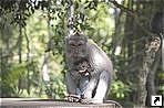    (Monkey forest),  (Ubud),   (Bali), .