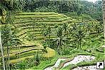 Рисовые террасы, остров Бали (Bali), Индонезия.