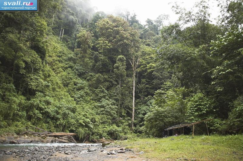    (Leuser National Park),  (Bukitlawang),  (Medan),   (Sumatra), .