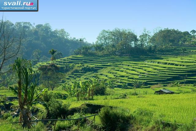 Рисовые террасы на острове Флорес (Flores), Индонезия.