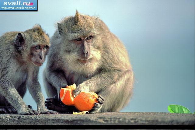 ���� ��� ������� (Monkey forest), ���� (Ubud), ������ ���� (Bali), ���������.