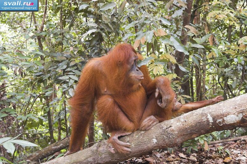 ,    (Leuser National Park),  (Bukitlawang),  (Medan),   (Sumatra), .