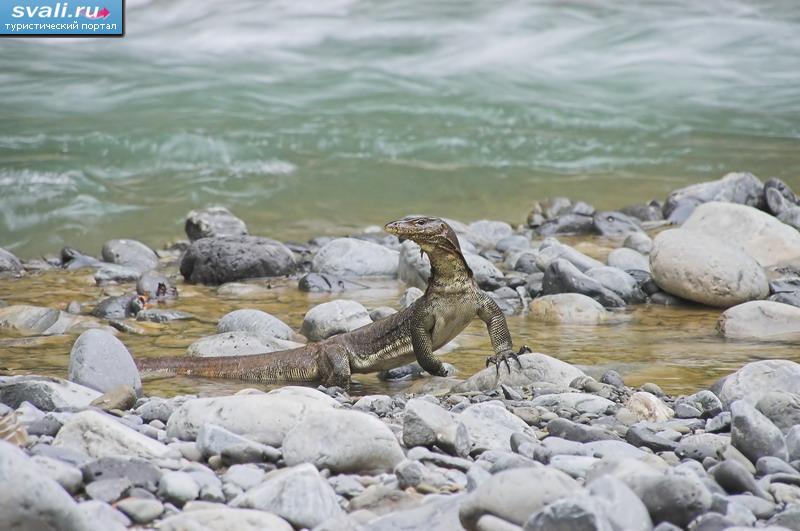 �����, ������������ ���� ���� (Leuser National Park), ���������� (Bukitlawang), ����� (Medan), ������ ������� (Sumatra), ���������.