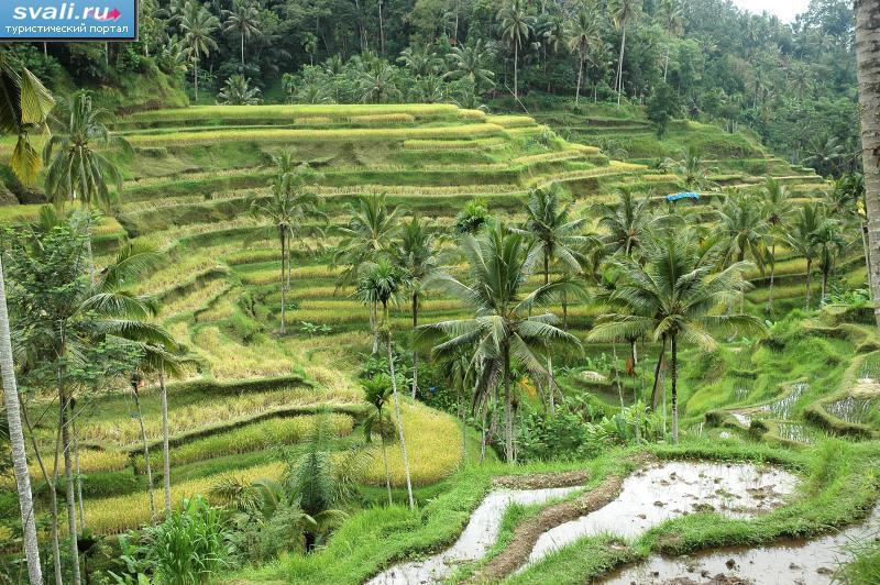 Рисовые террасы, остров Бали (Bali), Индонезия.