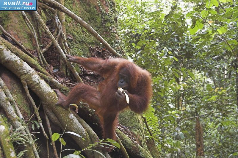 ,    (Leuser National Park),  (Bukitlawang),  (Medan),   (Sumatra), .