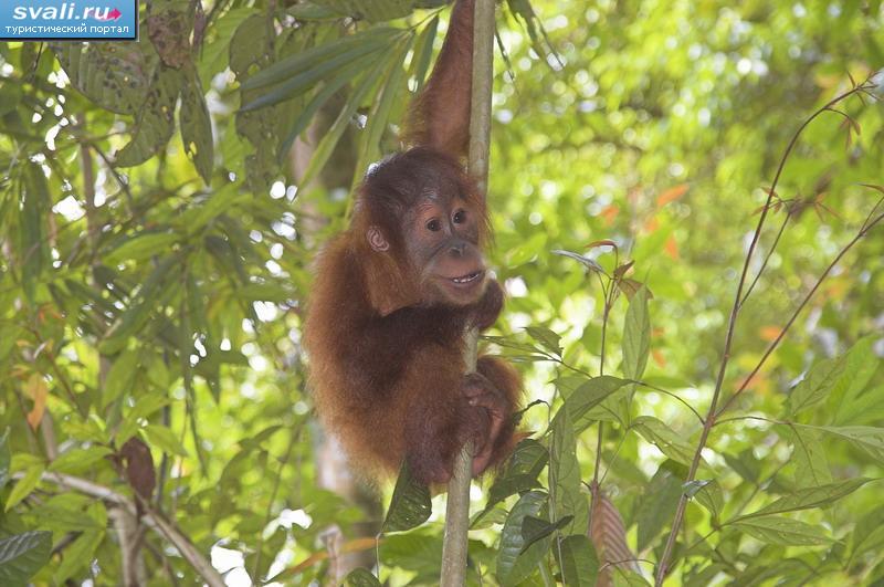 ԣ ,    (Leuser National Park),  (Bukitlawang),  (Medan),   (Sumatra), .