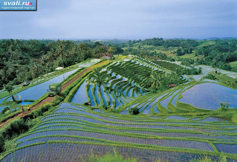      (Bali), .