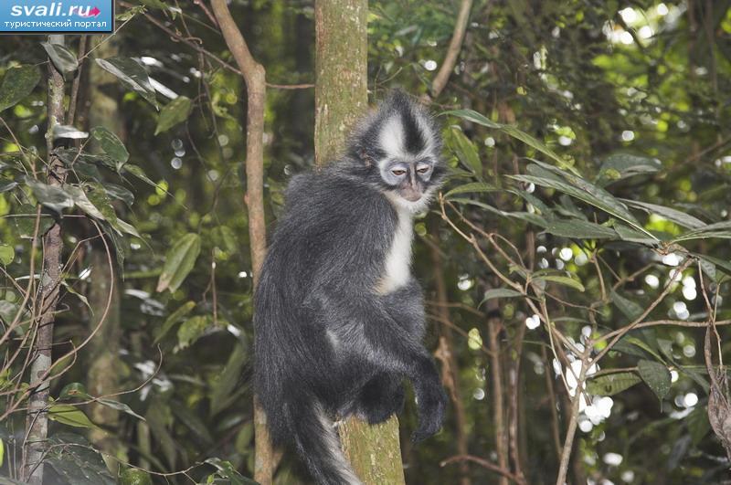  ,    (Leuser National Park),  (Bukitlawang),  (Medan),   (Sumatra), .