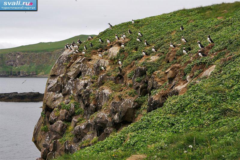 Колонии птиц на Гримси, Исландия.