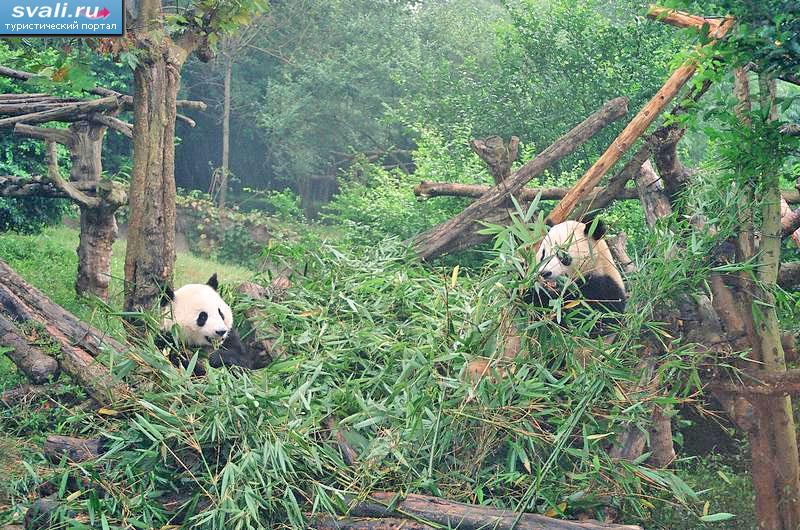 Заповедник гигантских панд, провинция Сычуань (Sichuan), Китай. 