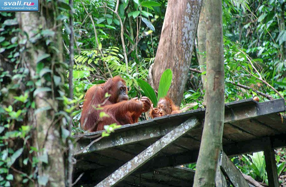 Орангутаны, центр восстановления дикой природы в Семенгохе, штат Саравак, Малайзия.