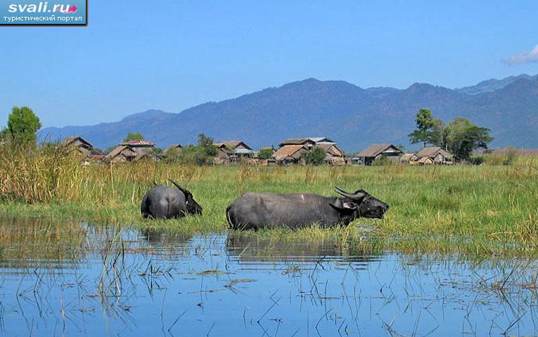 �������, ����� ���� (Inle Lake), ���� ��� (Shan state), ������ (�����).