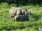 Носороги, Национальный парк Читван, Непал.