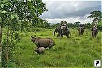    (Chitwan), .