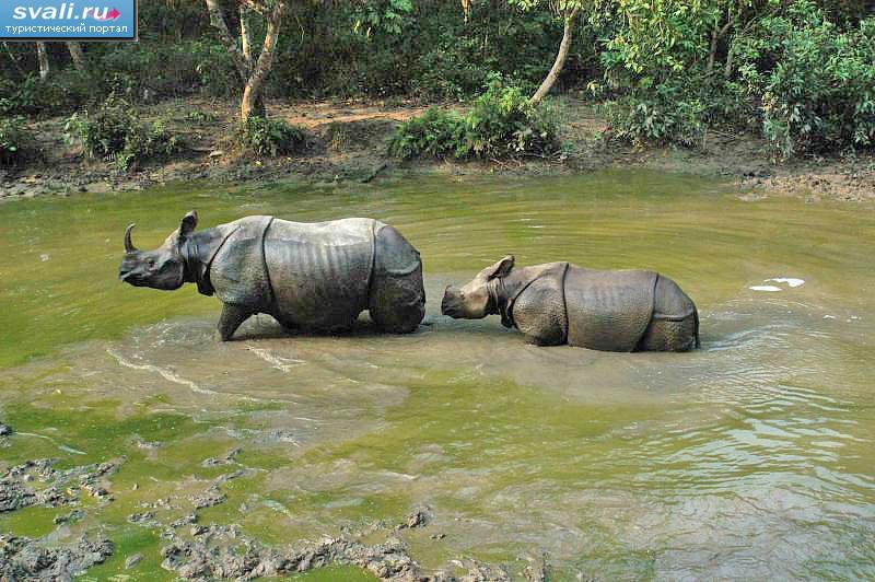 ������������ ���� ������ (Chitwan), �����.