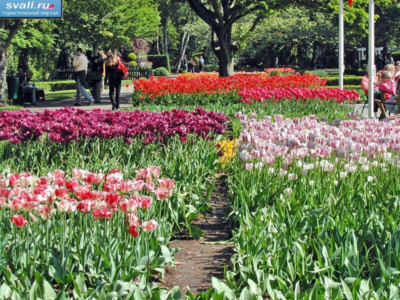   (Keukenhof), .