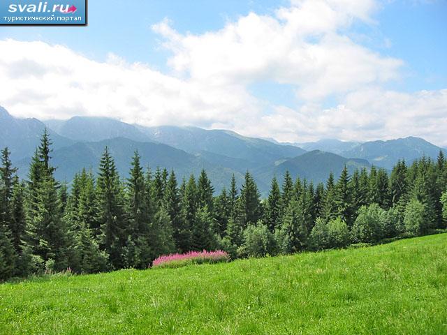  (Zakopane), .