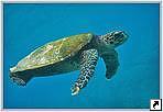 Черепаха, Сейшельские острова.