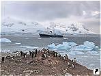 Колония пингвинов Антарктика, Аргентина.