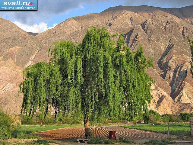    Maimar,   (Jujuy), .